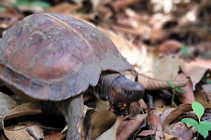 Bukit Lawang 4-Day Ethical Jungle Trek and Orangutan Experience photo 5