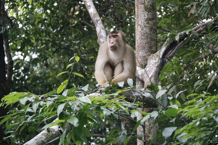 Bukit Lawang 4-Day Ethical Jungle Trek and Orangutan Experience photo 6
