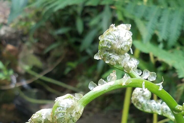 El Yunque Rainforest VIP Experience — Private Rainforest Tour from San Juan photo 4