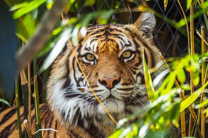 5-Day Golden Triangle & Ranthambore: Private Delhi–Agra–Jaipur Safari