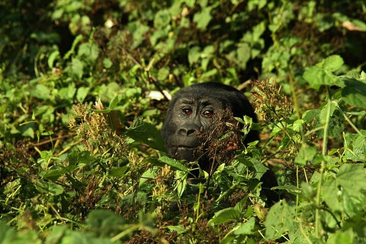 3-Day Bwindi Gorilla Trekking & Lake Bunyonyi Fly-In Safari photo 3
