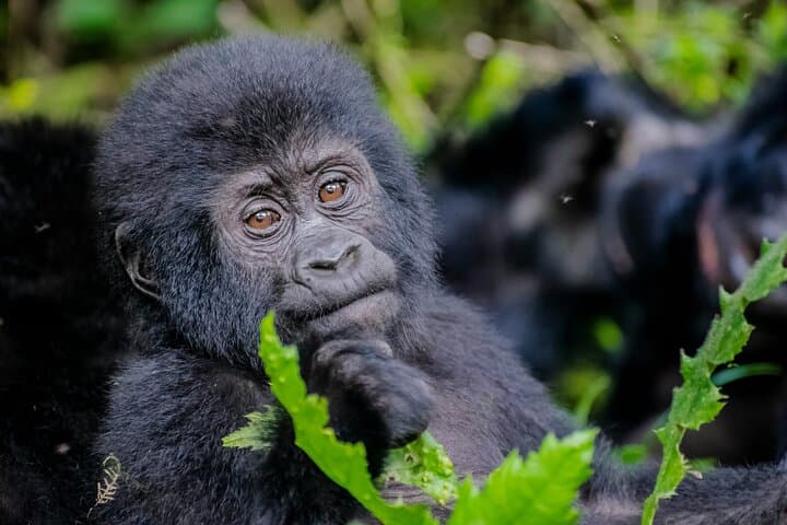 3-Day Bwindi Gorilla Trekking & Lake Bunyonyi Fly-In Safari