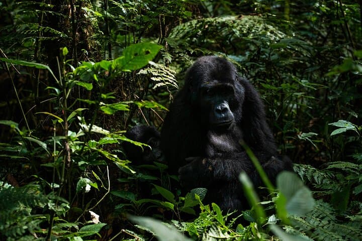 3-Day Bwindi Gorilla Trekking & Lake Bunyonyi Fly-In Safari photo 4