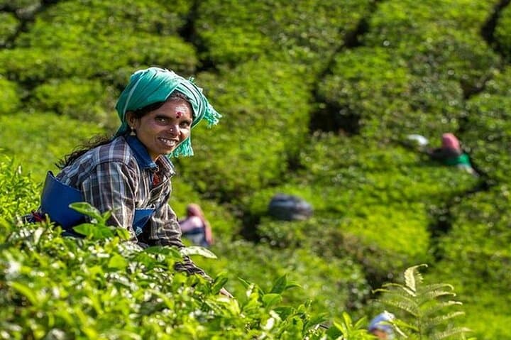 5-Day Kerala Tour: Munnar, Thekkady & Private Houseboat in Alleppey photo 2