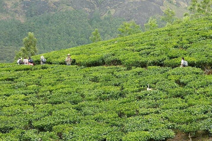 5-Day Kerala Tour: Munnar, Thekkady & Private Houseboat in Alleppey photo 5