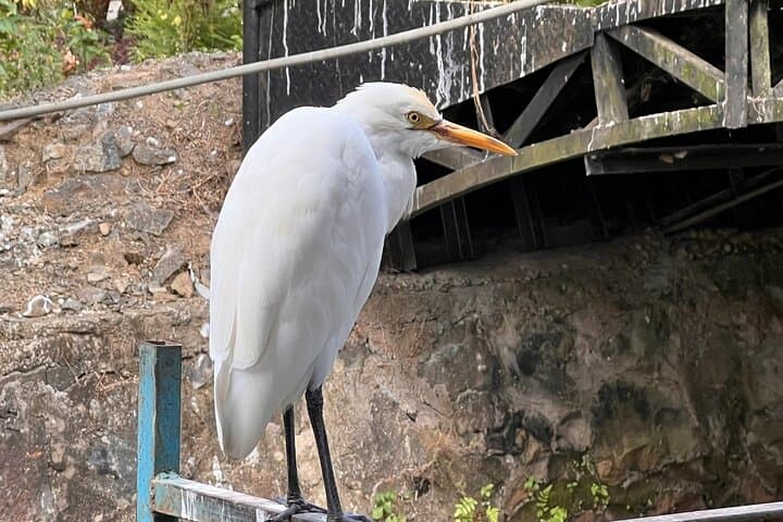 Alleppey Serene Canals Tour — Shikkara Cruise, Canoe Ride & Kerala Sadhya photo 5