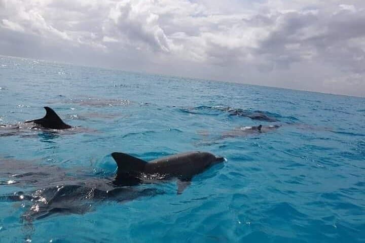 Mnemba Island Dolphin & Snorkeling Tour: Swim with Wild Dolphins at Mnemba Atoll photo 3