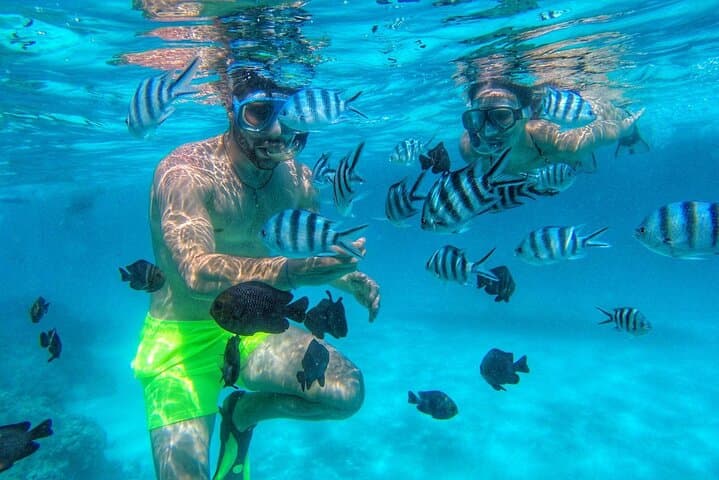 Mnemba Island Dolphin & Snorkeling Tour: Swim with Wild Dolphins at Mnemba Atoll