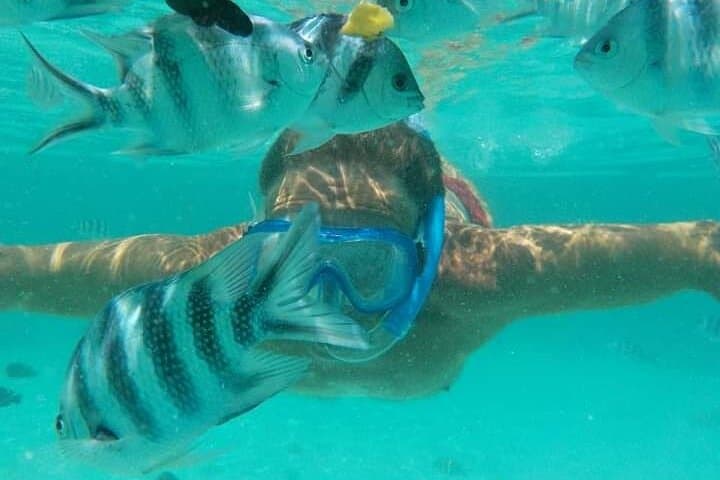 Mnemba Island Dolphin & Snorkeling Tour: Swim with Wild Dolphins at Mnemba Atoll photo 6