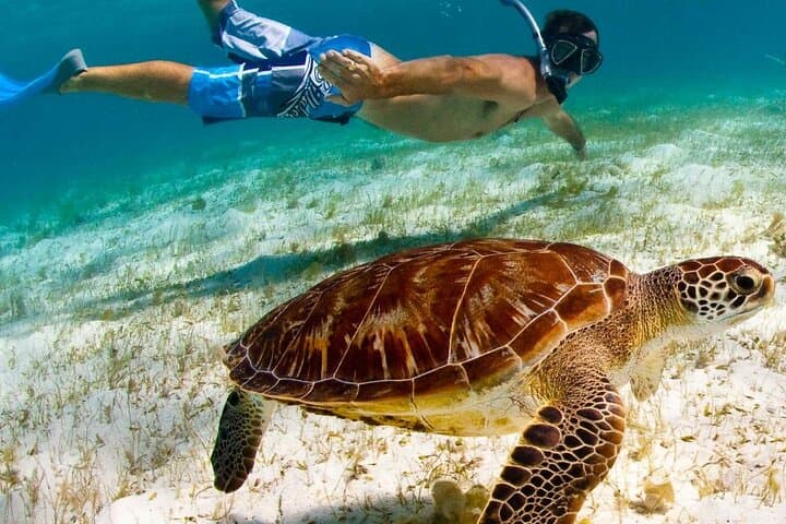 Marsa Alam Snorkeling with Dugongs and Sea Turtles — Day Cruise from Port Ghalib photo 2