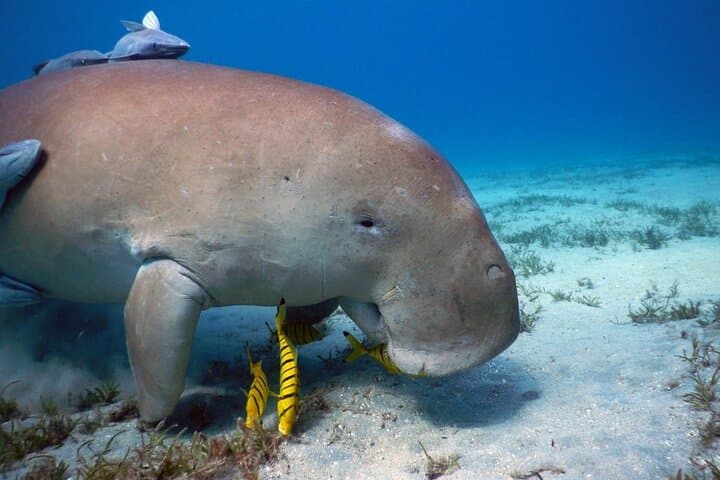 Marsa Alam Snorkeling with Dugongs and Sea Turtles — Day Cruise from Port Ghalib photo 3