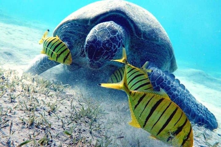 Marsa Alam Snorkeling with Dugongs and Sea Turtles — Day Cruise from Port Ghalib photo 4
