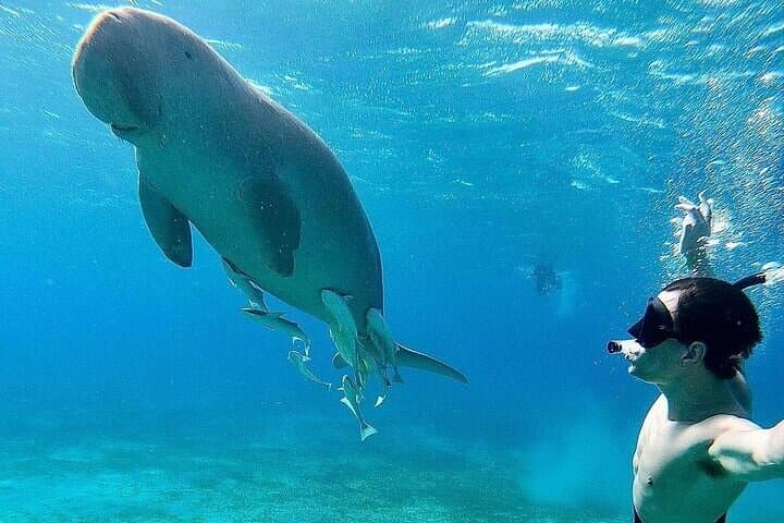 Marsa Alam Snorkeling with Dugongs and Sea Turtles — Day Cruise from Port Ghalib
