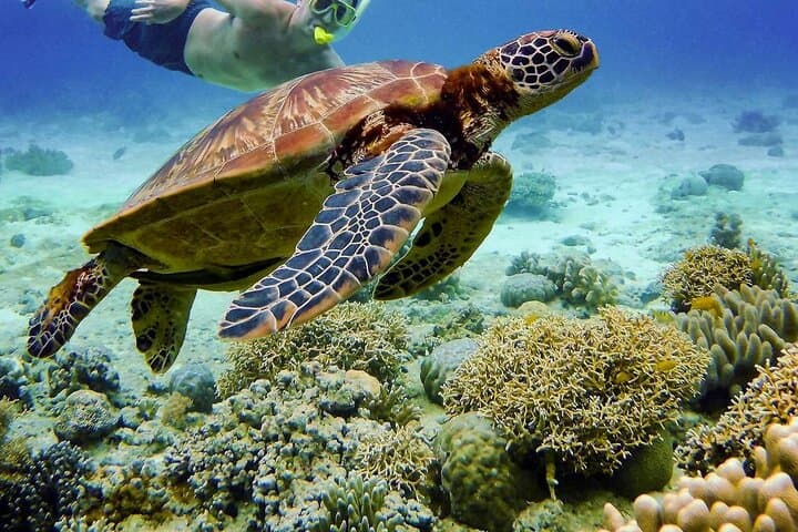 Marsa Alam Snorkeling with Dugongs and Sea Turtles — Day Cruise from Port Ghalib photo 5