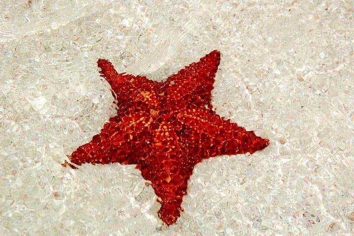 Saona Island Speedboat Tour: Private Beach & Snorkeling from Bayahibe photo 3