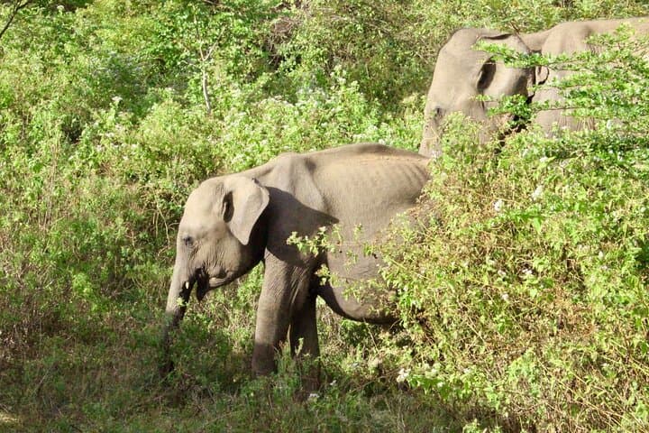 Sigiriya Day Trip: Rock Fortress, Minneriya Safari & Dambulla Cave Temple photo 3