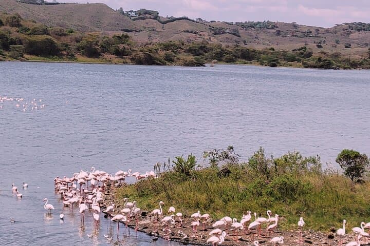 Inside Ngorongoro Crater: Private Day Safari from Arusha photo 3