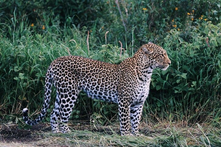 Inside Ngorongoro Crater: Private Day Safari from Arusha photo 4