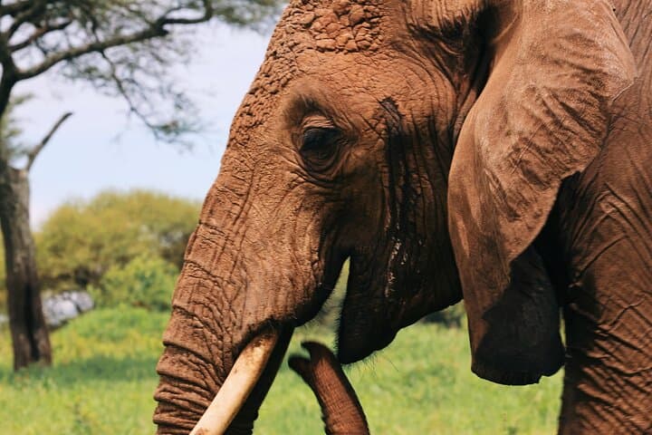 Inside Ngorongoro Crater: Private Day Safari from Arusha photo 6