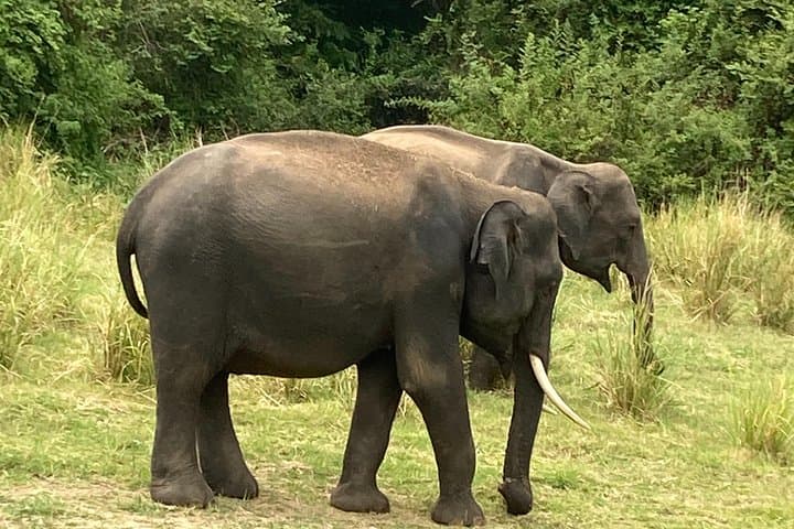 Minneriya Elephant Safari: Jeep Wildlife-Watching at Sri Lanka’s Reservoirs photo 5
