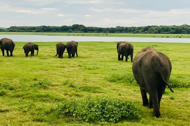 Minneriya Elephant Safari: Jeep Wildlife-Watching at Sri Lanka’s Reservoirs photo 3