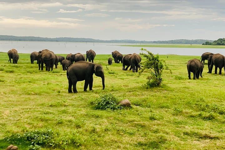 Minneriya Elephant Safari: Jeep Wildlife-Watching at Sri Lanka’s Reservoirs photo 2