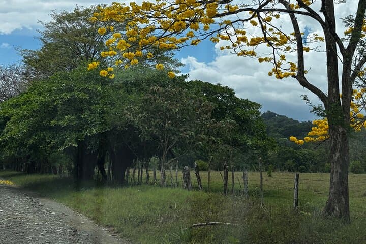 Puerto Jimenez Wildlife & Waterfall Tour — Osa Peninsula Half-Day Nature Drive photo 2