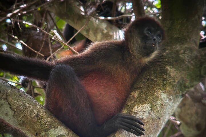Puerto Jimenez Wildlife & Waterfall Tour — Osa Peninsula Half-Day Nature Drive photo 3