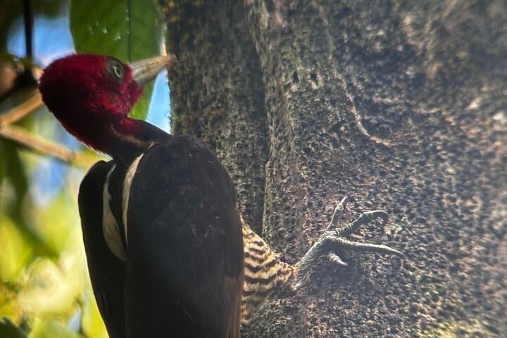 Puerto Jimenez Wildlife & Waterfall Tour — Osa Peninsula Half-Day Nature Drive photo 4