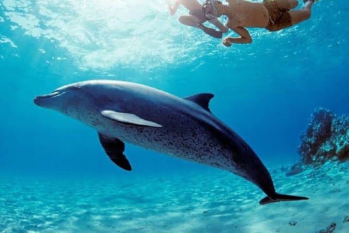 VIP Dolphin House Tour from Hurghada — Snorkel Wild Dolphins & Giftun Island Day Trip