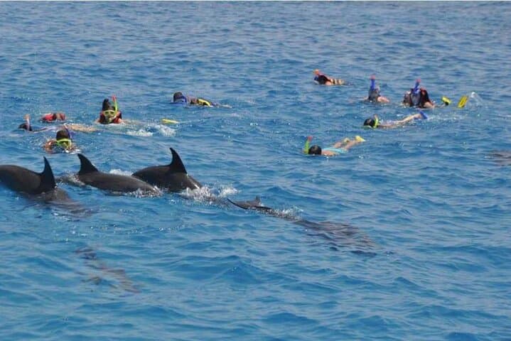 VIP Dolphin House Tour from Hurghada — Snorkel Wild Dolphins & Giftun Island Day Trip photo 6