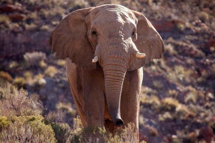 Full Day Aquila Big 5 Safari from Cape Town photo 2