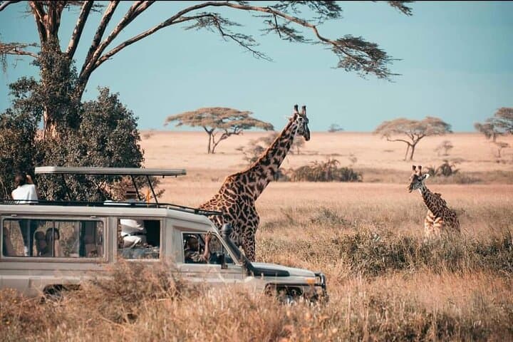 One-Day Mikumi Safari from Zanzibar — Big Game, Hippo Pools & Open-Roof Viewing