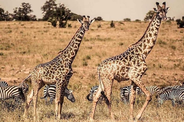 One-Day Mikumi Safari from Zanzibar — Big Game, Hippo Pools & Open-Roof Viewing photo 2