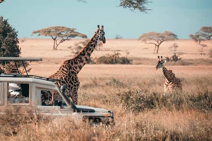One-Day Mikumi Safari from Zanzibar — Big Game, Hippo Pools & Open-Roof Viewing photo 3