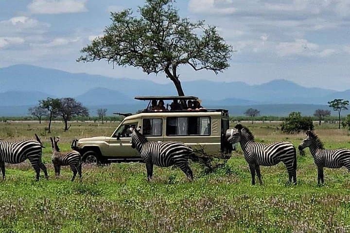 One-Day Mikumi Safari from Zanzibar — Big Game, Hippo Pools & Open-Roof Viewing photo 4