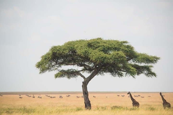 One-Day Mikumi Safari from Zanzibar — Big Game, Hippo Pools & Open-Roof Viewing photo 5
