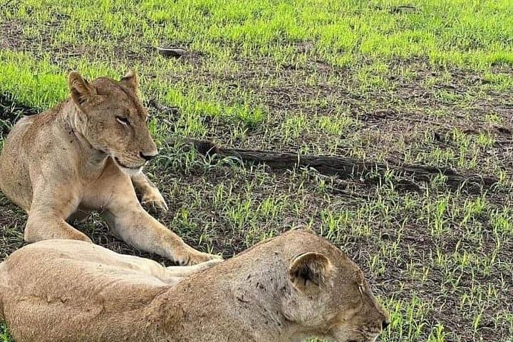 One-Day Mikumi Safari from Zanzibar — Big Game, Hippo Pools & Open-Roof Viewing photo 6