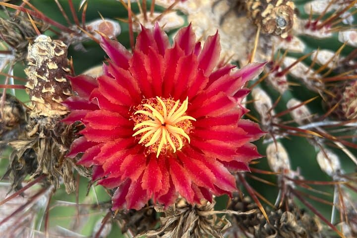 Desert Botanical Garden Shamanic Walk: Mindful Sonoran Desert Experience in Phoenix