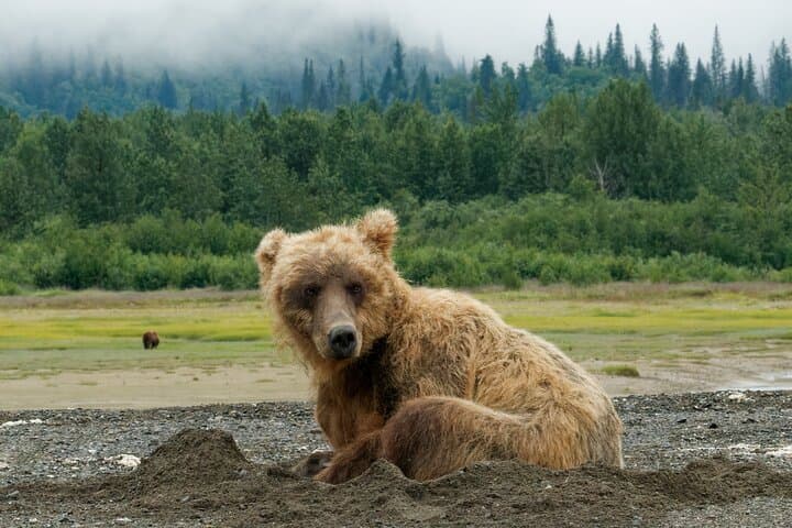 Chinitna Bay Bear Viewing Flight: Private Bush Plane Tour from Talkeetna photo 6