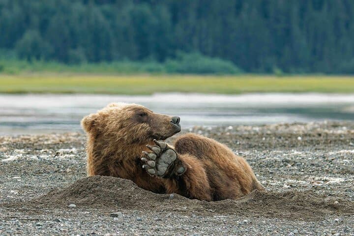 Chinitna Bay Bear Viewing Flight: Private Bush Plane Tour from Talkeetna photo 3