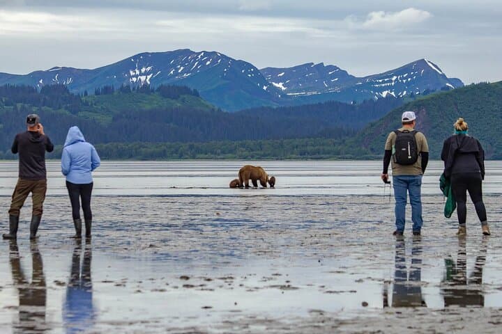 Chinitna Bay Bear Viewing Flight: Private Bush Plane Tour from Talkeetna