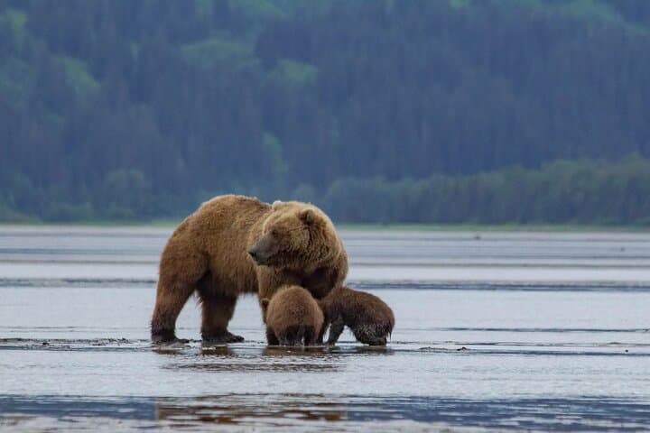 Chinitna Bay Bear Viewing Flight: Private Bush Plane Tour from Talkeetna photo 5