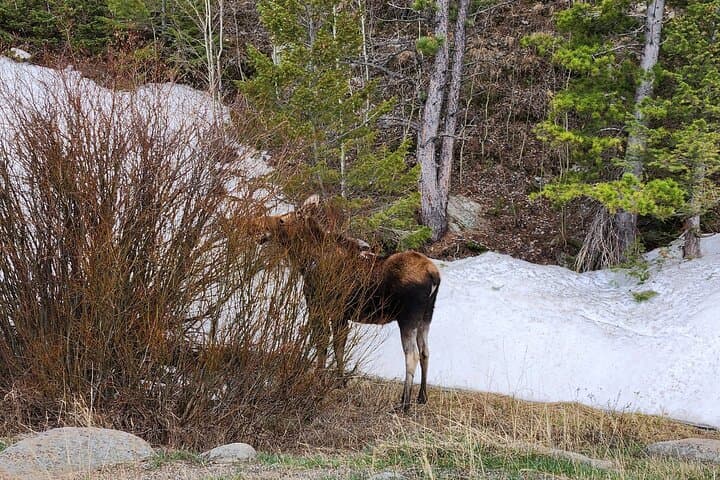 Winter Off-Road Safari in Roosevelt National Forest: Estes Park 4x4 Tour with S'mores photo 3