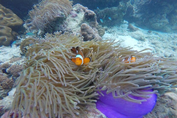 Private Koh Phi Phi Longtail Boat Tour: Maya Bay, Viking Cave & Snorkel Stops photo 3