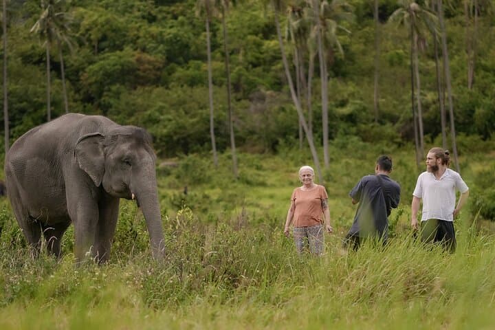 Coconut Culture and Ethical Elephants: Sustainable Full-Day in Koh Samui photo 5