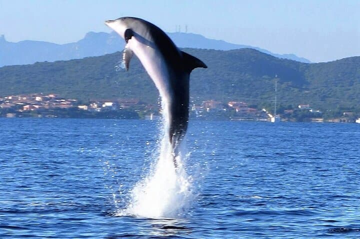 Dolphin Watching and Snorkeling from Olbia — Figarolo & Capo Figari Boat Tour photo 2