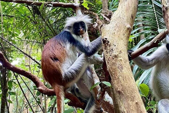 Jozani Forest & Salaam Cave: Red Colobus, Mangroves and a Hidden Swimming Cave in Zanzibar photo 1