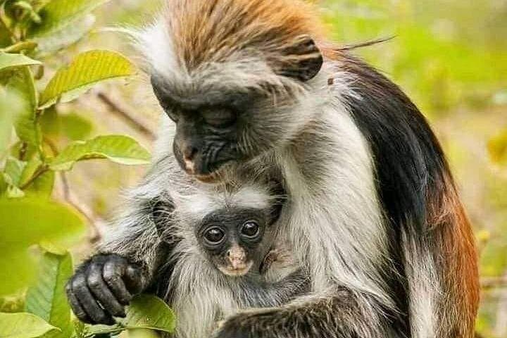 Jozani Forest & Salaam Cave: Red Colobus, Mangroves and a Hidden Swimming Cave in Zanzibar photo 2