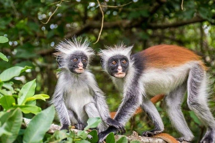 Jozani Forest & Salaam Cave: Red Colobus, Mangroves and a Hidden Swimming Cave in Zanzibar photo 3